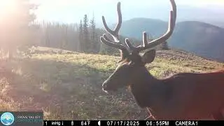 2025 Swan Valley Wildlife Compilation
