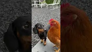 Coco has an obsession with the chicken. #dachshund #unlikelyfriends #dogs