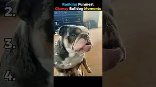 Ranking Funniest Clumsy Bulldog Moments!