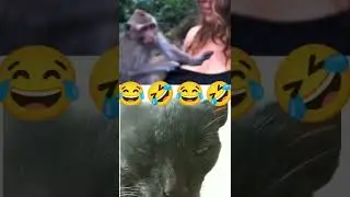 MONKEY DRINKING WOMEN'S MILK FUNNY VIDEO 🤣😂 || SEEING BLACK CAT 😺 || #shorts