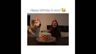 Alaskan Malamute singing Happy birthday song......🥰🥳🥳||shairo🐾||
