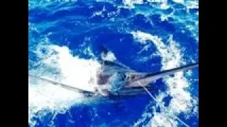 Azores Airlines - Big Game Fishing Tournament 2018 - Total 10 Blue Marlin - Catch and Release