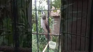 burung crocokan garudaan