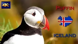 Puffin - Sea parrot.  Iceland symbol  4K