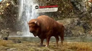 The Wolf - Bison Champion In Featured Dark Forest 🏆