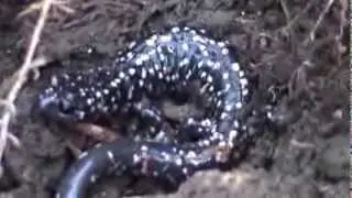 Northern slimy salamander (Plethodon glutinosus) video