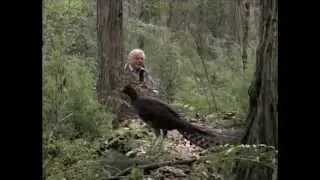 The Most Beautiful Bird Song in the World