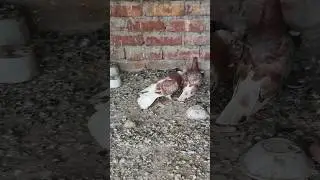 High flying pigeon shooting sell kobutar sell new video🥰#highflyerpigeonforsell #bird #kabootar 😍🥰