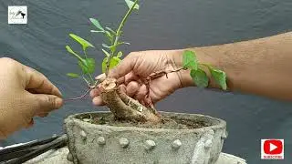 Indian snowberry from harvesting