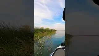 Flipping Deep into Cover for Crappie!!! #slab #flip #fishing #shorts