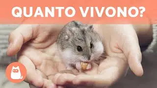 Quanti anni VIVE un CRICETO? 🐹 Scoprilo!