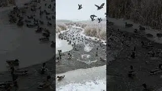 Утки в суровую зиму #уткакряква