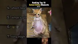 Рейтинг 10 самых милых моментов с котятами! (часть 2)