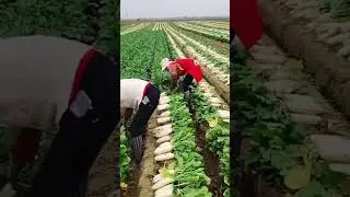 Joy harvesting radishes together #farming #shorts