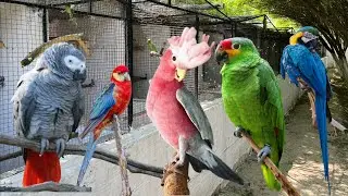 Exotic Birds Breeding Progress | African Grey Parrot Breeding Progress | Amazon Parrot | Electus