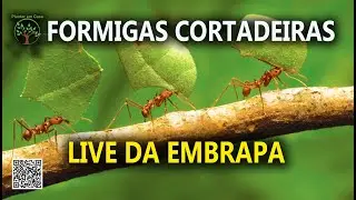 Manejo de Formigas Cortadeiras em Plantios de Eucalipto e Pínus