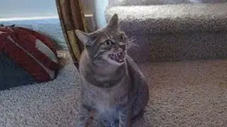 Missy Cat Speaks In Tongues... Or Is It Alien?
