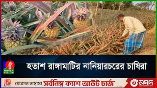 ব্যাপক ফলন হানি কুইন জাতের আনারসের, কমেছে দাম | RANGAMATI | PINEAPPLE