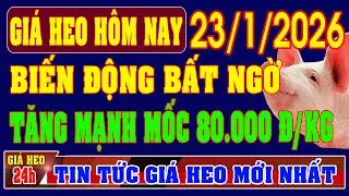 Giá Heo Hơi Ngày 23/1/2026: BIẾN ĐỘNG BẤT NGỜ, TĂNG MẠNH MỐC 80.000 ĐỒNG/KG