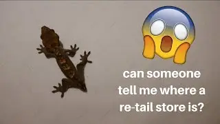 MY CRESTED GECKO'S TAIL FELL OFF!!! | What to do, How to Prevent it etc.