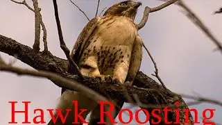 Hawk Roosting Bengali meaning 