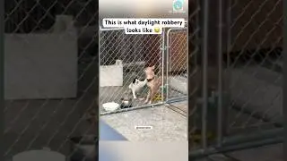 Mafia boss cat steals food in broad daylight 🤣 #shorts #cat #catlovers