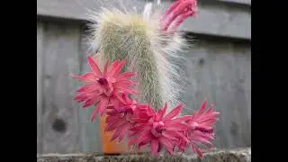 Moje małpie/ kocie ogony 2024-Cleistocactus  Colademononis/ Hildewintera colademononis