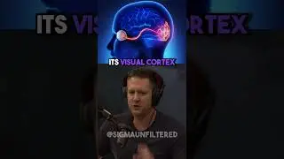 The Most Fascinating Vampire Theory | JRE featuring Neill Blomkamp