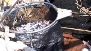 Parts of a Purse Seiner