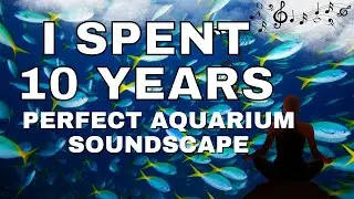 I Spent 10 Years Researching the PERFECT Aquarium Soundscape for Deep Inner Peace