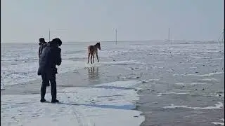 Степь подо льдом: сотни голов скота гибнут в Исатайском районе