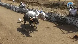 Our Bull in Maharashtra Bail Gada Race