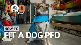 How to Choose and Fit a Dog PFD