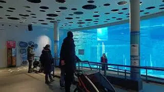 Big Fish