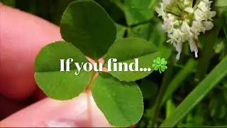 If you find a 4 leaf clover - spiritual and symbolic meaning #4leafclover #shorts