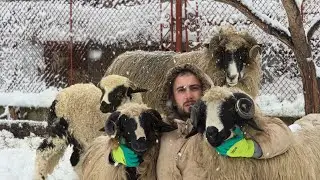 ‼️IARNA &Icirc;N GOSPODĂRIE‼️ OI BREZE, CIOBĂNEȘTI DE ASIA CENTRALĂ ȘI ZĂPADĂ MARE (TABLOUL PERFECT)