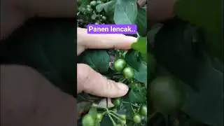 lencak launca #motivasi #tanamanunggul #garden #lencak #lalapan