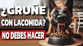 Tu perro gru&ntilde;e con la comida? Esto es lo que REALMENTE significa