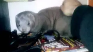 Muru e la prima pappa fresca
