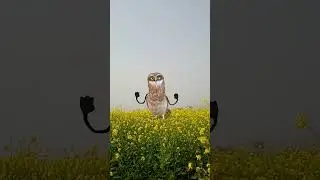 जब उल्लू को चढ़ा डांस का बुखार! 🦉💃 #ulla #Apatapata #ullakadance#shorts #shortsfeed #viral