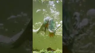 kingfisher catch fish #naturelovers