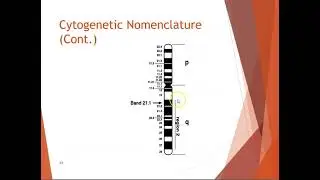 Hematology Chapter 30 Cytogenetics