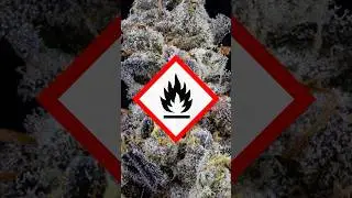 91 Octane from The Cannabis Culture Craft Collection