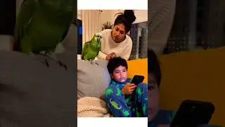 Hey Buddy ' Funny Parrot 🦜 Shouting