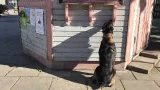 Part 5-Training sit and freeze as indication for scent detection dogs.