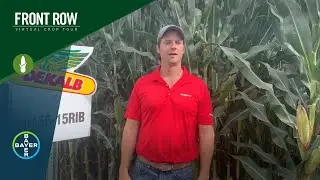 The Front Row: DEKALB&reg; DKC56-15RIB - A Silage Ready&trade; Corn Hybrid with Excellent Staygreen