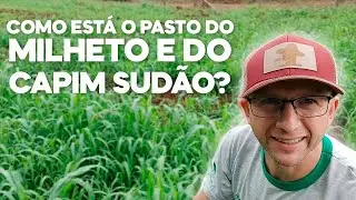 Tá pronto pro pastejo.... Milheto ADR 500 X Capim Sudão BRS Estribo