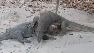Monitor Lizard Battle Over Territory || ViralHog