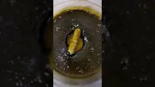 Zonka Raw &ldquo;RSO&rdquo;