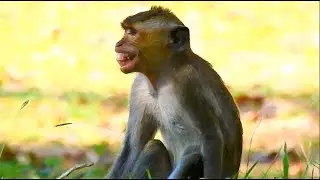 TOUCHING MY HEART 💔 THIS CLIP SHOW ABOUT TROOP NO LEADER, BRUTUS JR VERY SCARY COS ANEMIA SCREAMING.